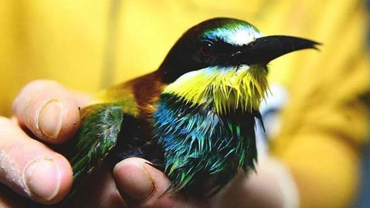 Ekvador'da yeni sinek kuşu türü bulundu