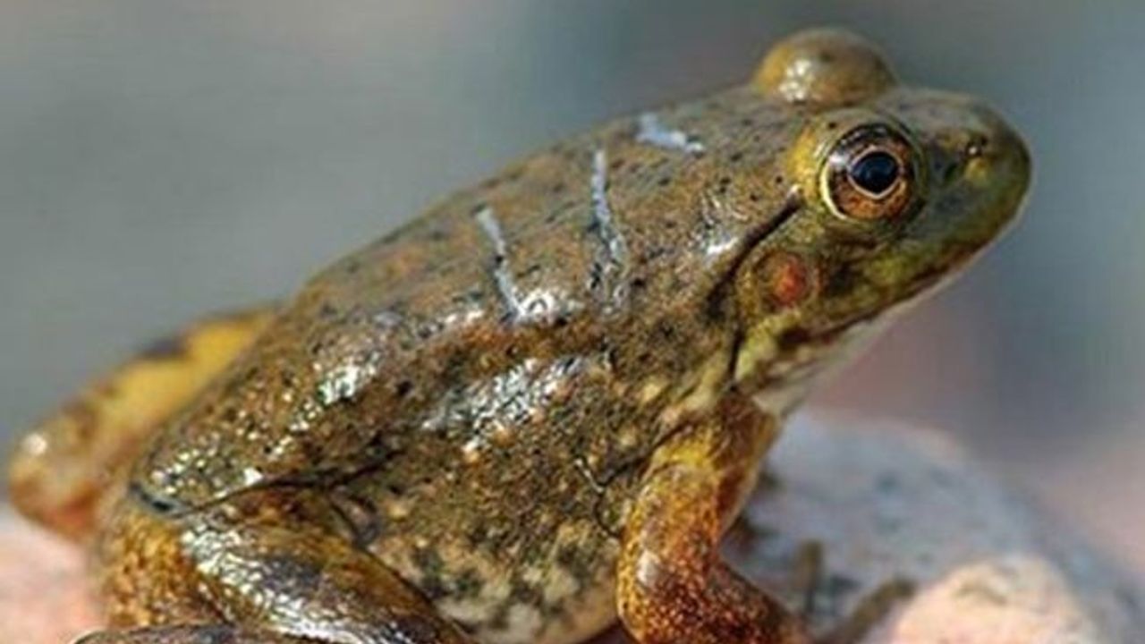 Madagaskar'da 5 yeni kurbağa türü keşfedildi