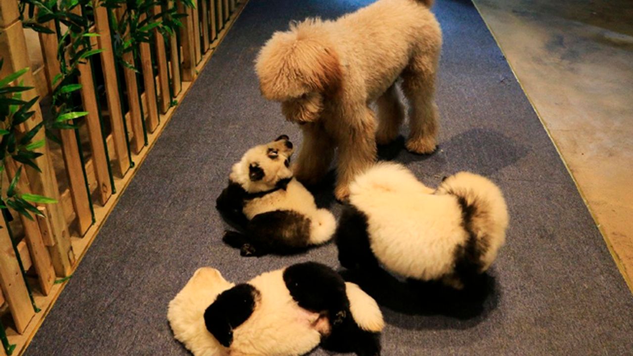 Panda görünümlü köpekler hayvanseverleri harekete geçirdi