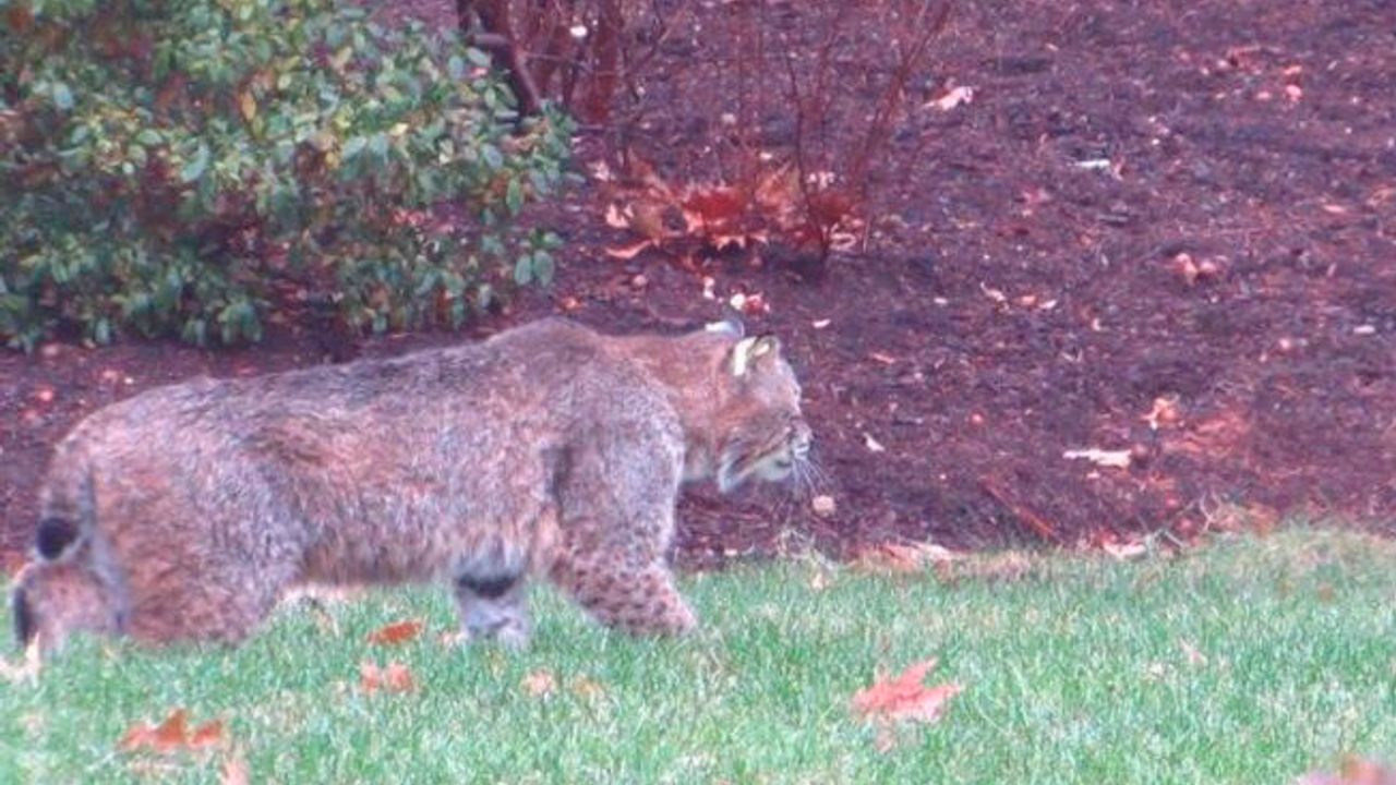 Akıllara durgunluk veren olay: Dev vaşak evin arka bahçesinde çocuğa saldırdı