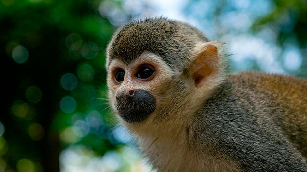 Yeni bir maymun türü keşfedildi! 100 yıldan uzun zamandır…