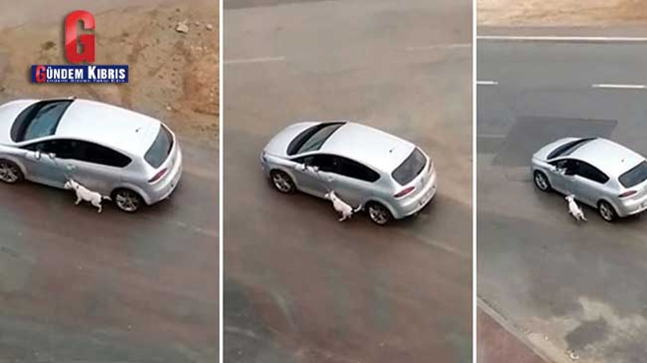 Köpeğini tasmasından sürükleyen araç sürücüsü cep telefonuyla görüntülendi