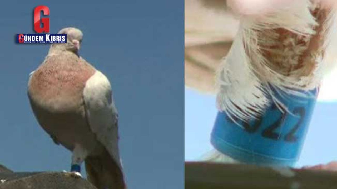 Avusturalya'ya 13 bin km yoldan gelen güvercin "virüs getirebilir" şüphesiyle telef edilecek