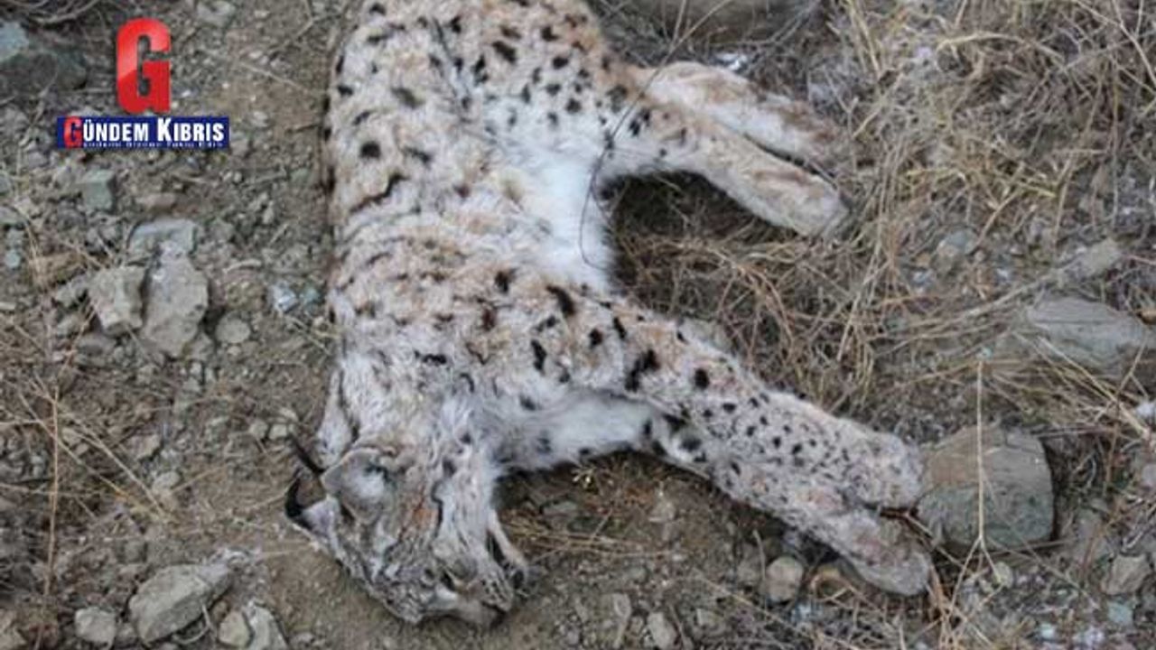 Kaçak avcılar nesli tükenmekte olan vaşağı öldürdü