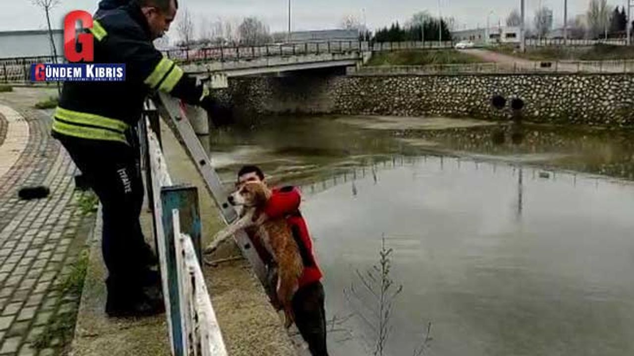 Dere yatağına düşen köpekleri kurtarmak için seferber oldular