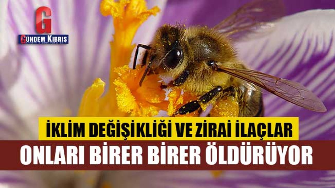 İklim değişikliği ve zirai ilaçlar arı çeşitliliğini tehdit ediyor