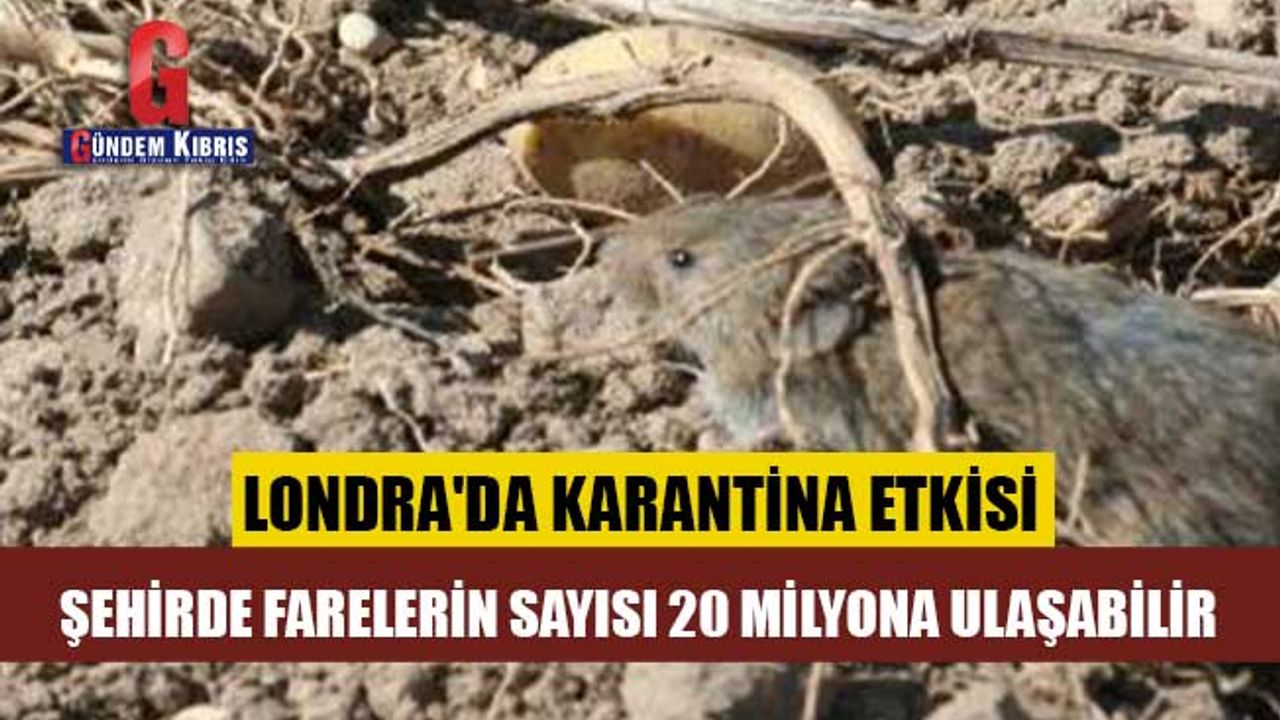 Londra'da karantina etkisi: Şehir merkezinde fareler cirit atıyor