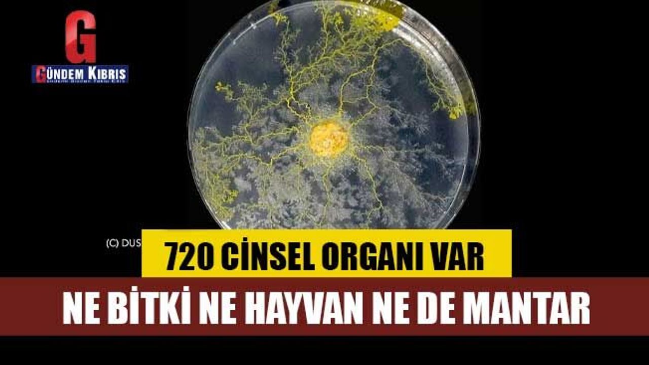 Beyni yok ama çözüm üretebiliyor, 720 cinsel organı var