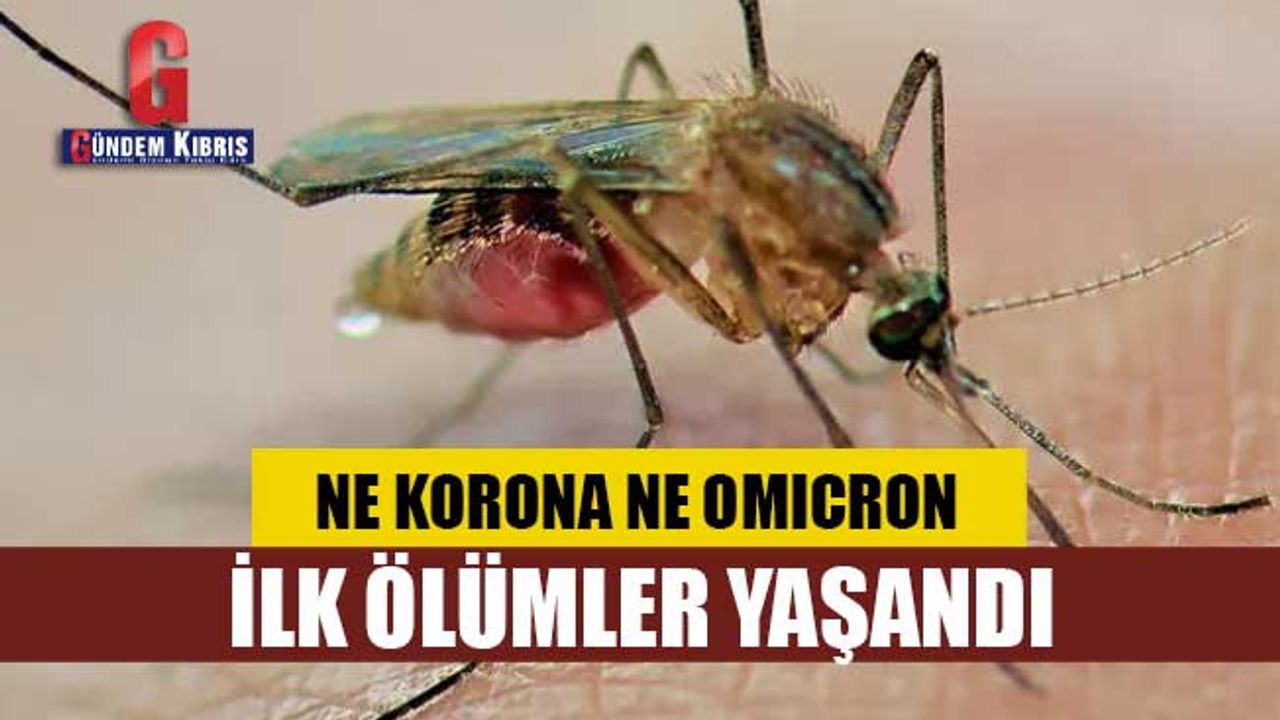 Dünyadaki yeni tehlike JEV virüsü nedir? JEV belirtileri neler?