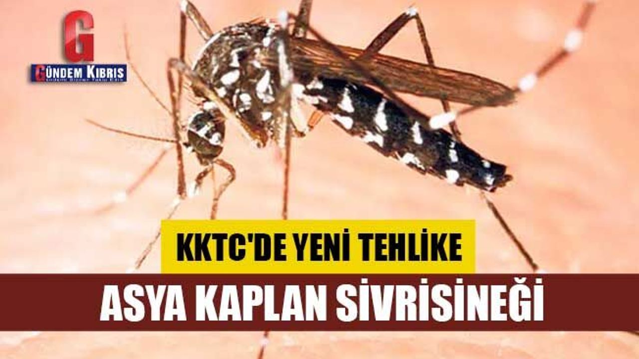 KKTC'de yeni tehlike: Asya Kaplan Sivrisineği