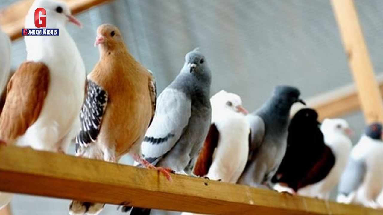Bir evden 190 güvercin çalındı!