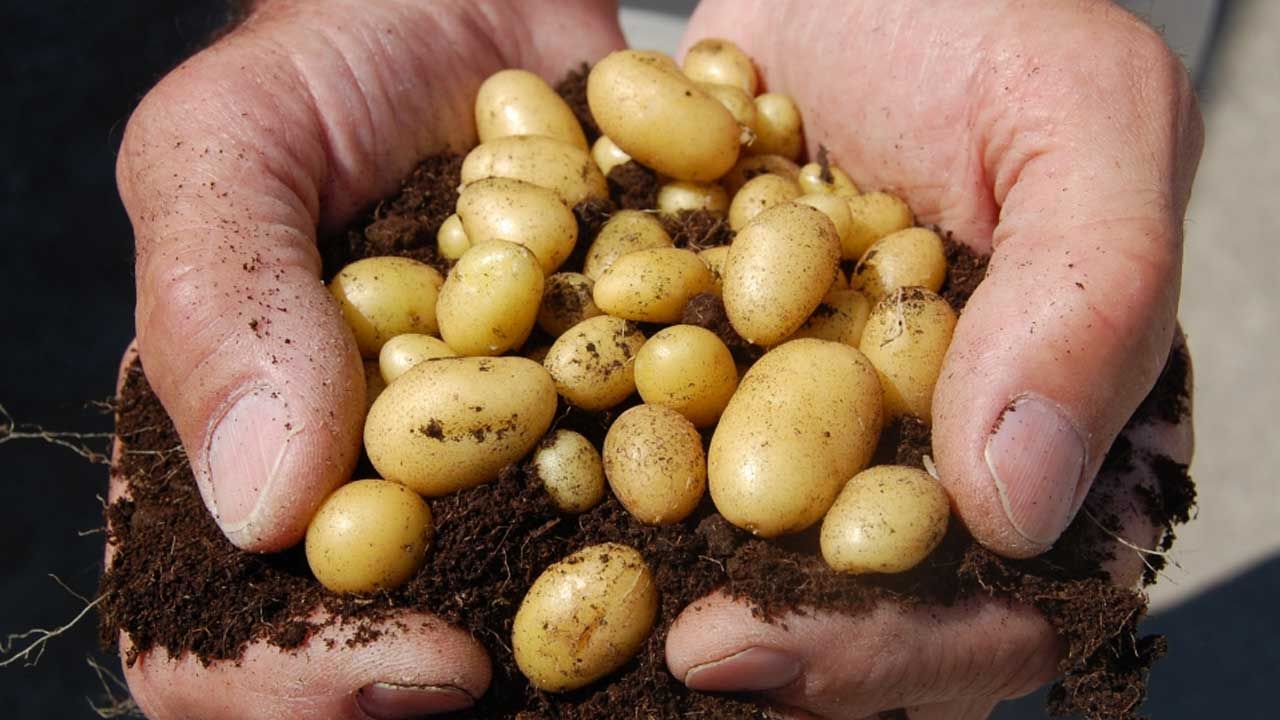Patateste flaş iddia: Ülkedeki mühendisler tarafından kontrol edilmedi