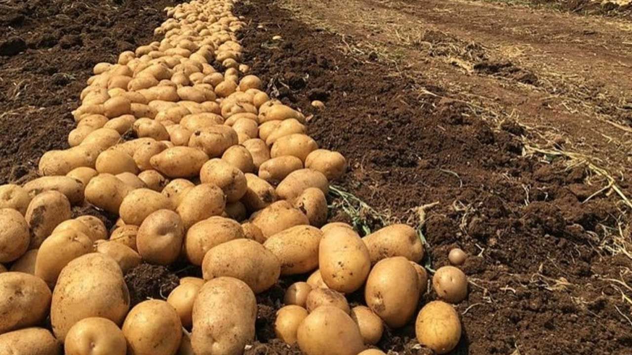 Sonbahar ürünü patates beyanları askıya alındı