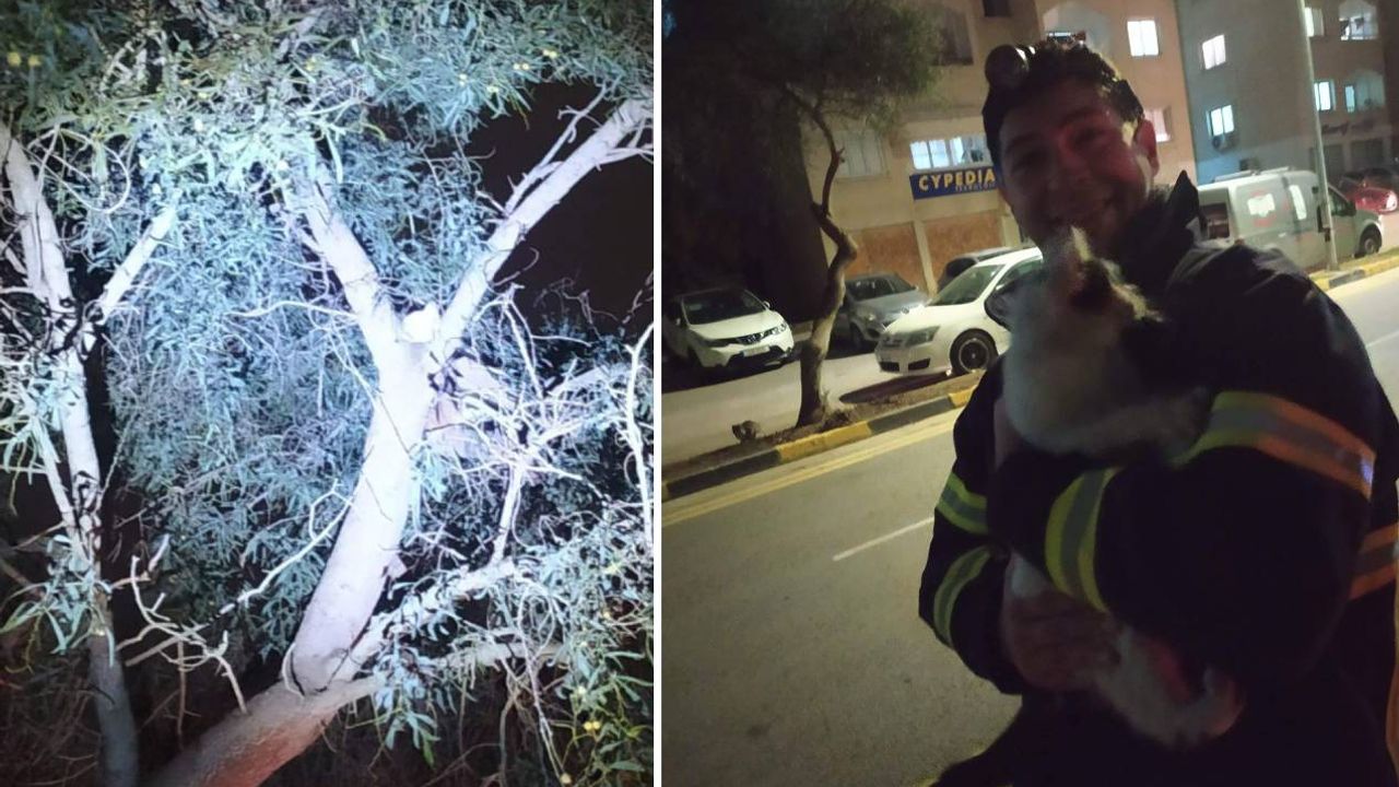 Ağaçta kalan kediyi itfaiye ekipleri kurtardı