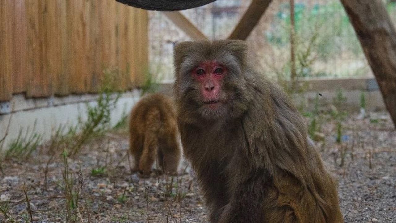 'Mülteci maymun Suzi' yoğun bakımdan çıktı