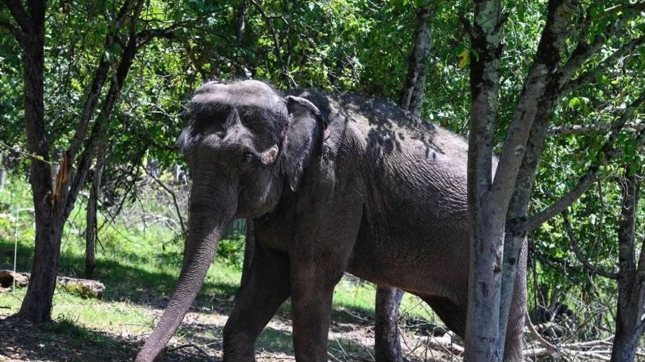 25 yıl boyunca turistleri sırtında taşıyan filin omurgasındaki hasar gözler önüne serildi 