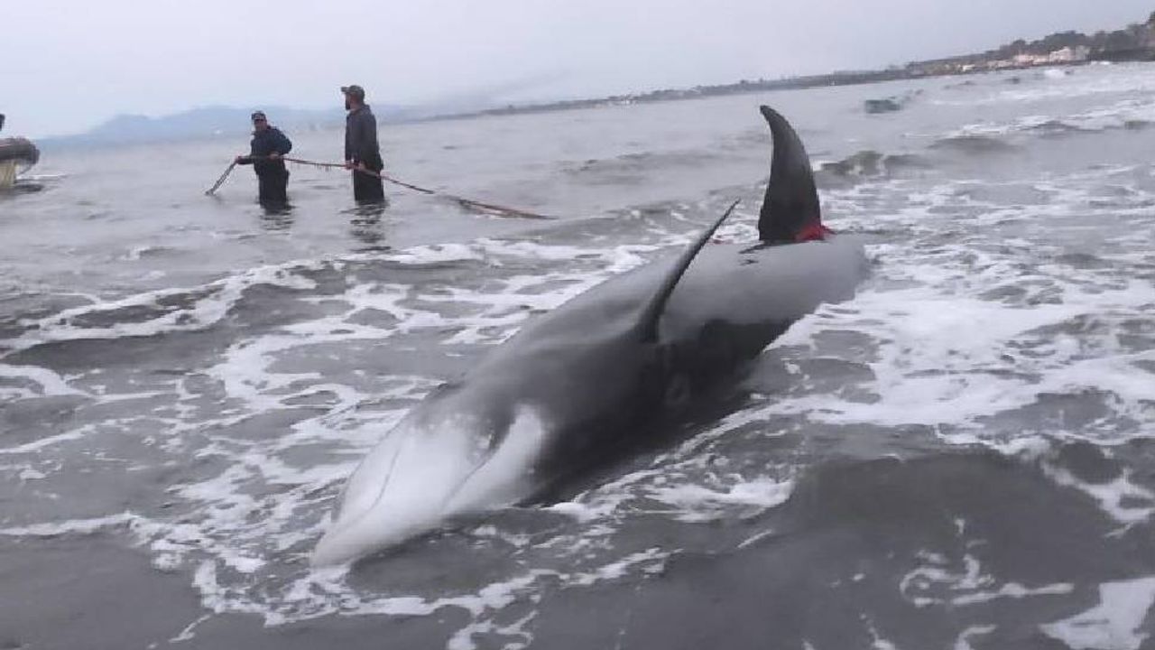 Gagalı balinaların toplu karaya vurma olayıyla ilgili ön rapor açıklandı