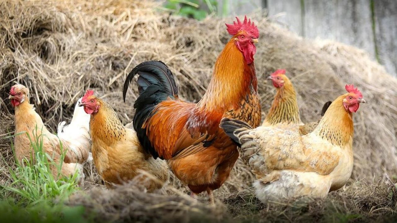Veteriner Dairesi: Tüm kanatlı kümes hayvanlarının ithalatı durdurulacak