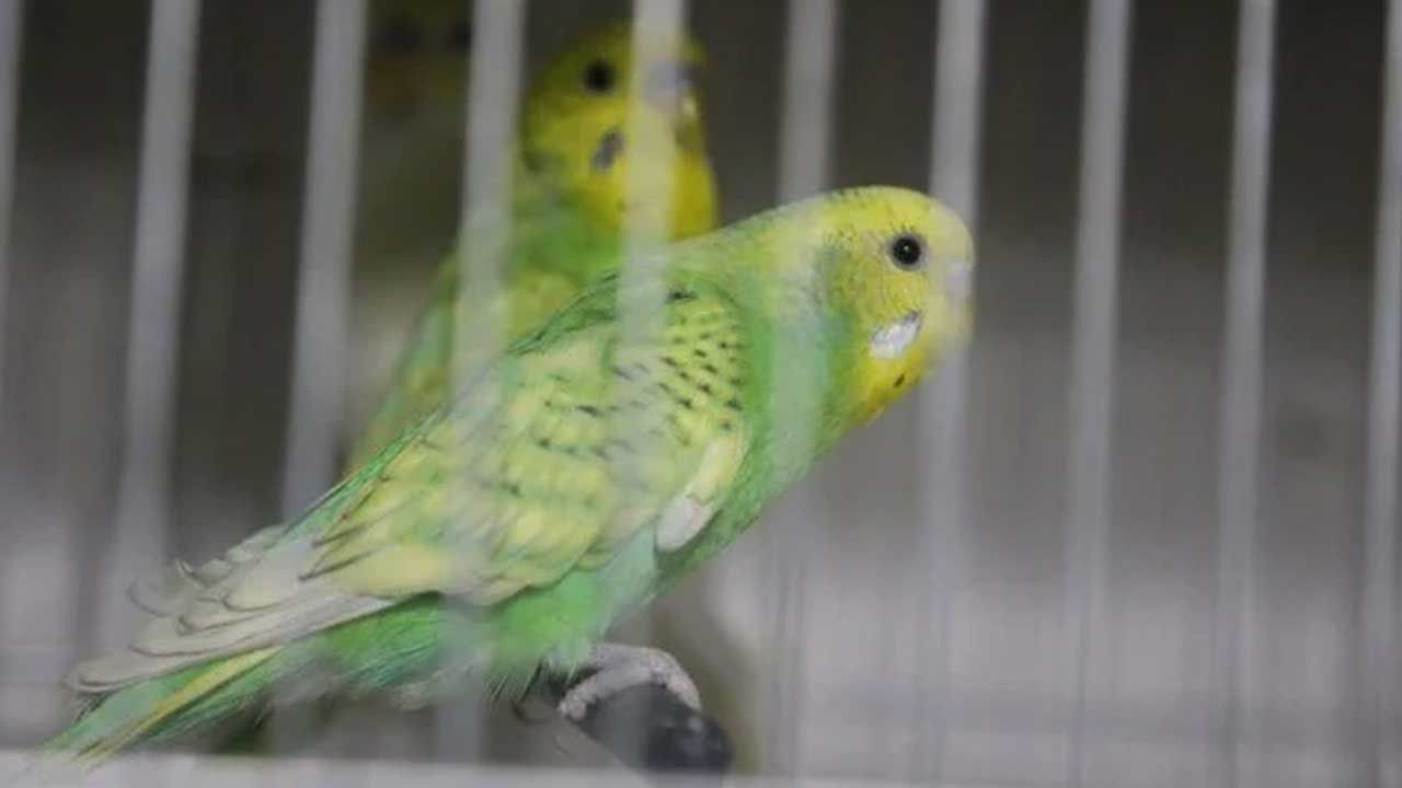 Deprem kuşlara ilgiyi arttırdı: Hayvanlar depremleri önceden hissetti mi?