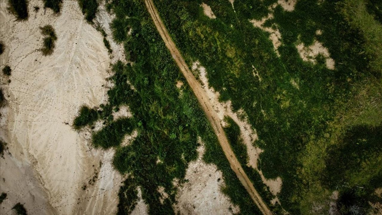 Kolombiya'da son 5 yılda 210 bin 880 hektar ormanlık alan yok oldu