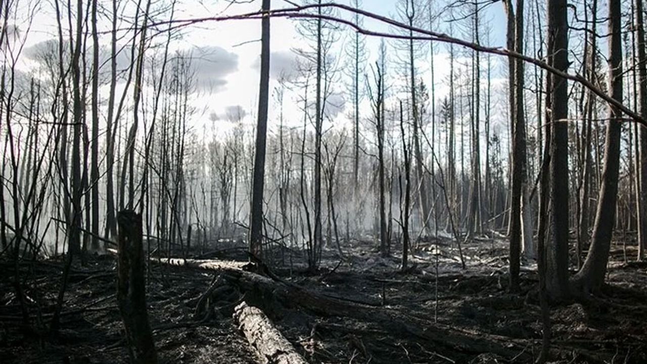 Kanada'da orman yangınları nedeniyle binlerce kişi tahliye edildi