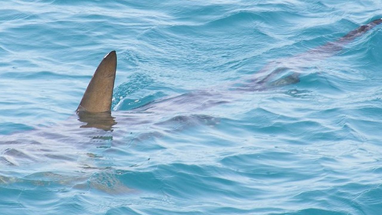 13 yaşındaki kıza yüzdüğü sırada köpek balığı saldırdı!