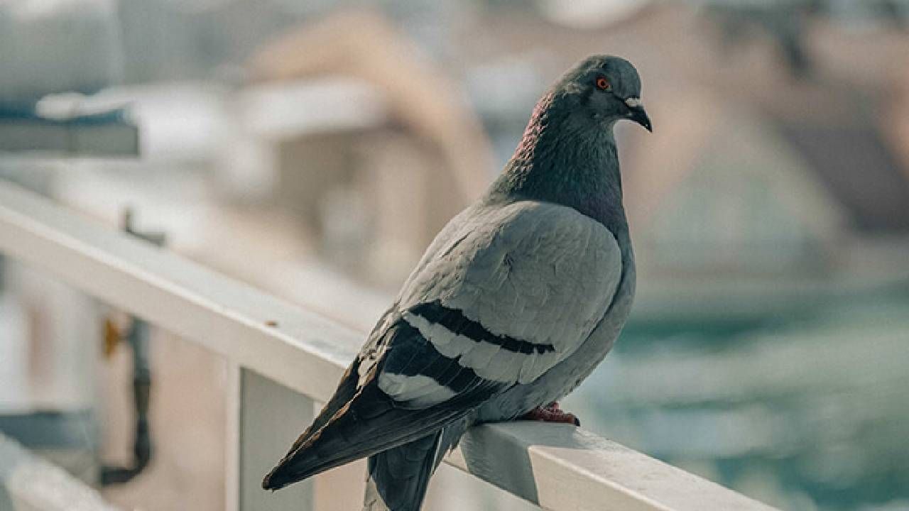 Kıbrıs’ın güneyinde güvercinle uyuşturucu transferi 