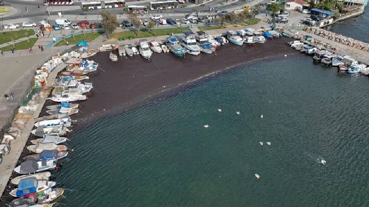 İzmir Körfezi'nde deniz yosunu yayılımı sürüyor 