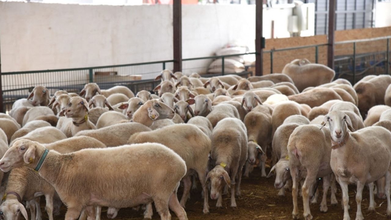 Güney Kıbrıs, KKTC’de “koyun-keçi çiçek hastalığı” görülmesi nedeniyle alarma geçti