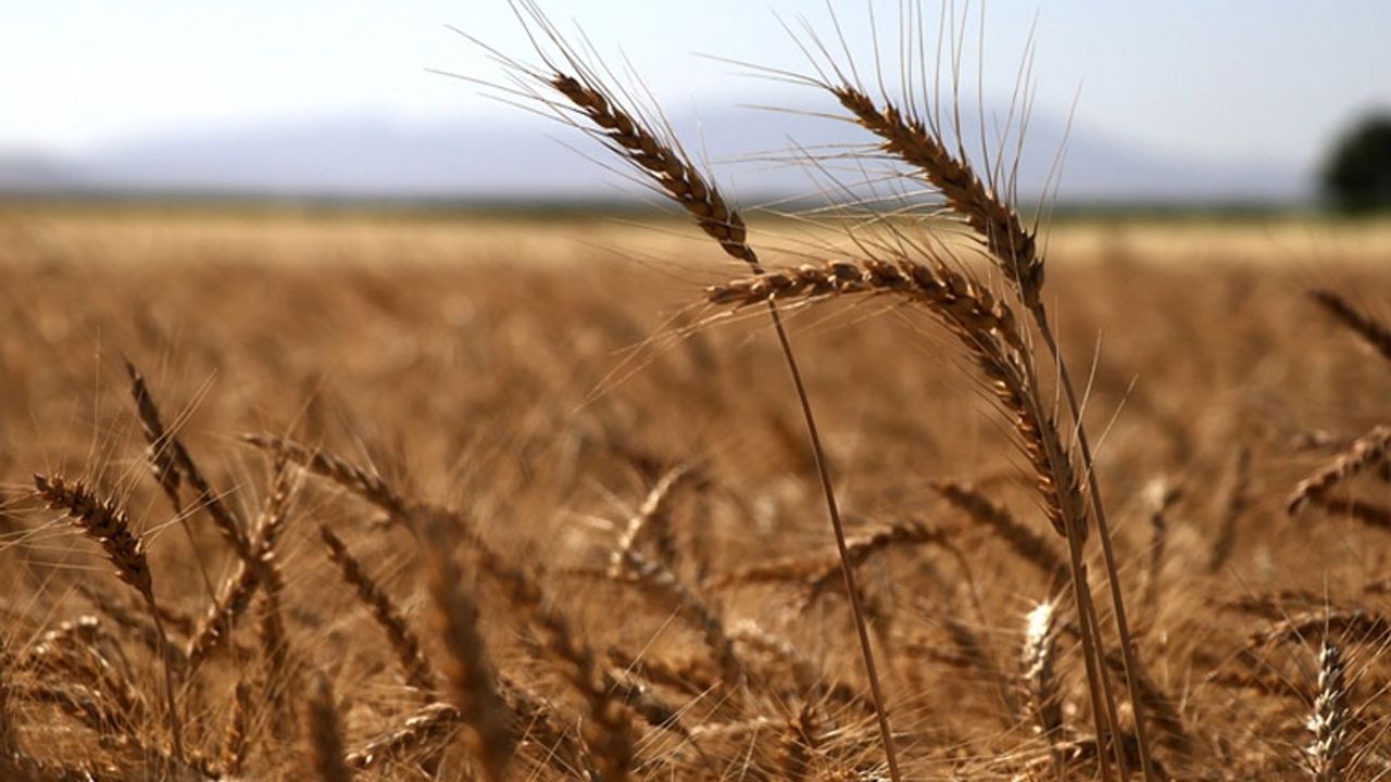 Arpa buğday fiyatları belirlendi