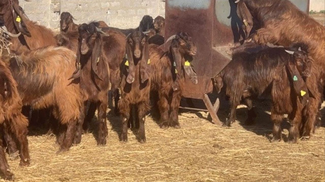 DÜÇ'te 25 baş kasaplık oğlak ve 10 baş kasaplık keçi satılıyor
