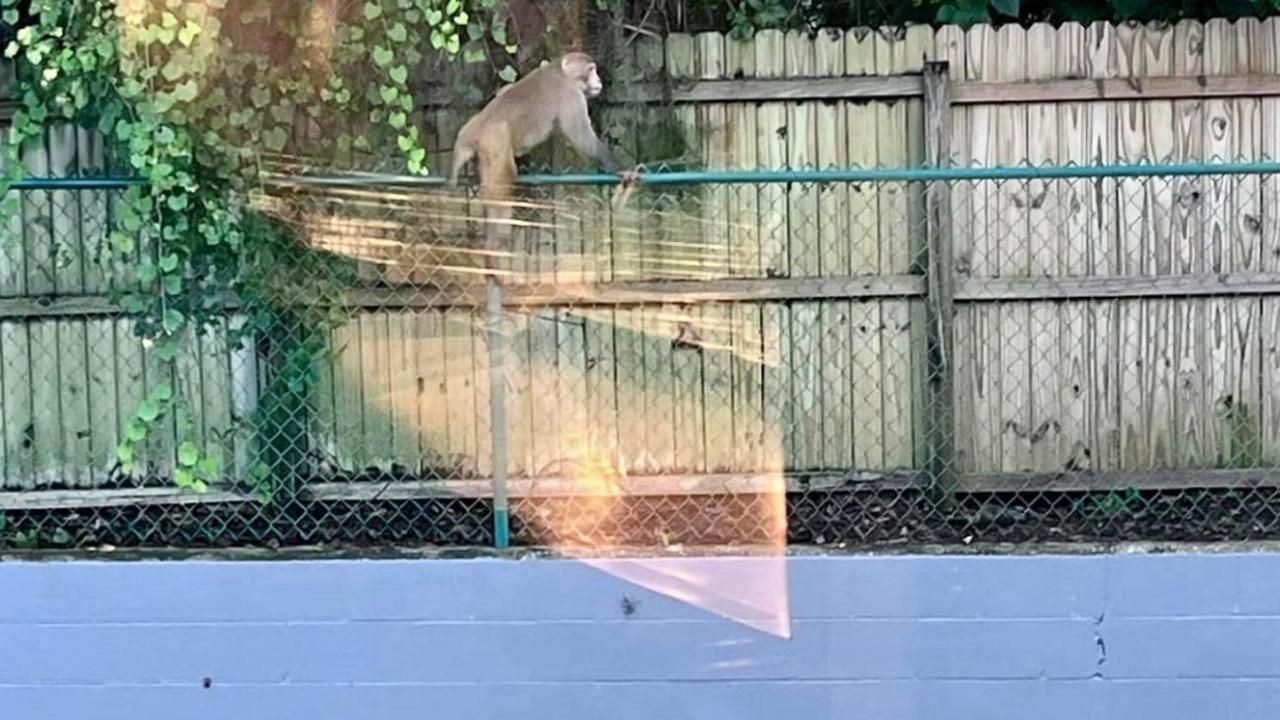 Florida'da vahşi maymun alarmı