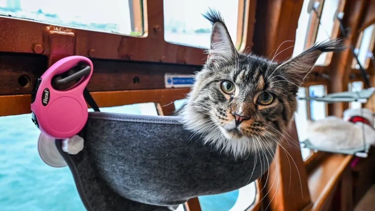 Kediler için lüks tekne turu: 5 bin liralık gezi yoğun ilgi görüyor