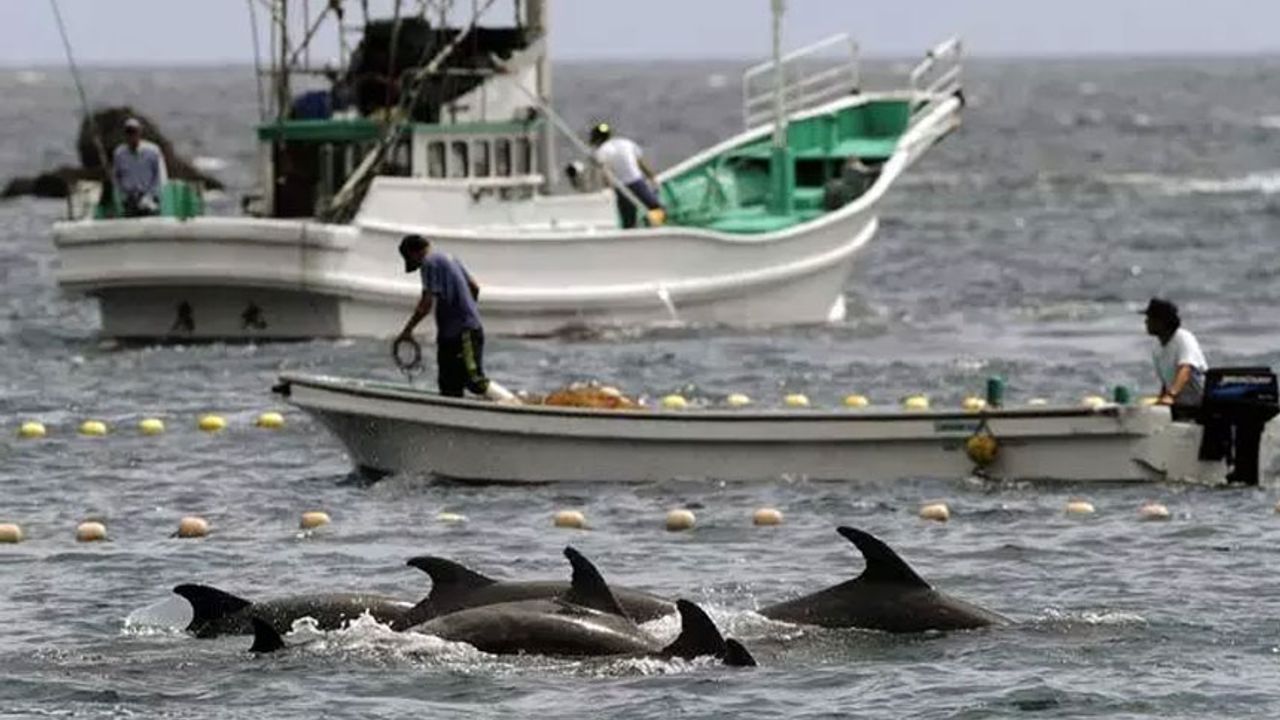 Yer Japonya.. Bin 800 deniz memelisi yakalanacak ya da öldürülecek