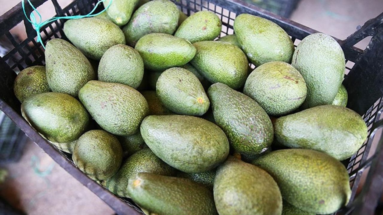 Gümrüğe beyan edilmemiş 700 kilo avokado ve 150 paket sigara tespit edildi