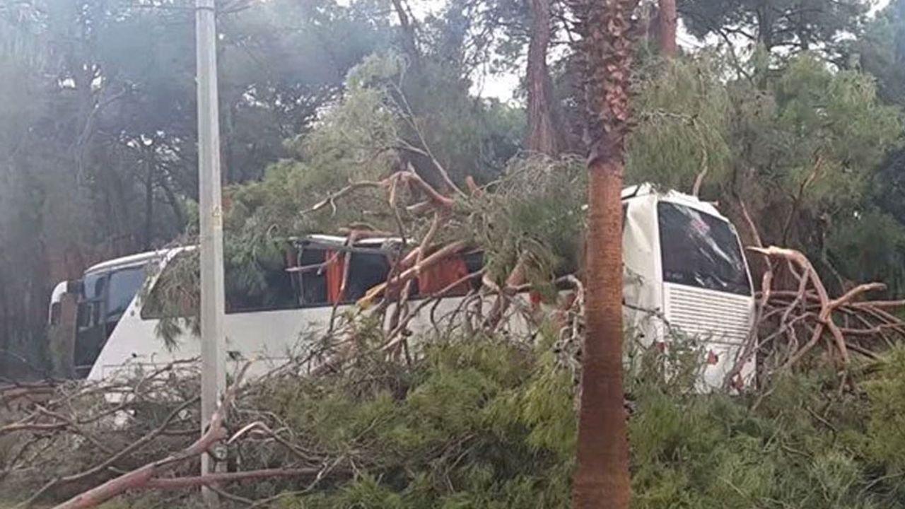 Otobüsün üzerine ağaç devrildi: 7 yaralı