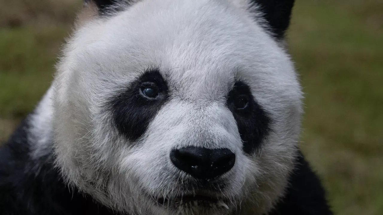 Çin Dışişleri Bakanlığı: Pandalarımız İngiltere'den Çin'e dönüyor