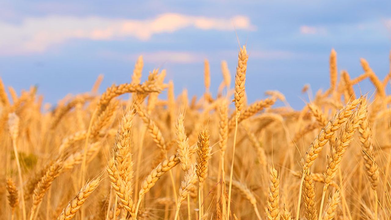 Başkasının tarlasına buğday eken şahıs hakkında yasal işlem