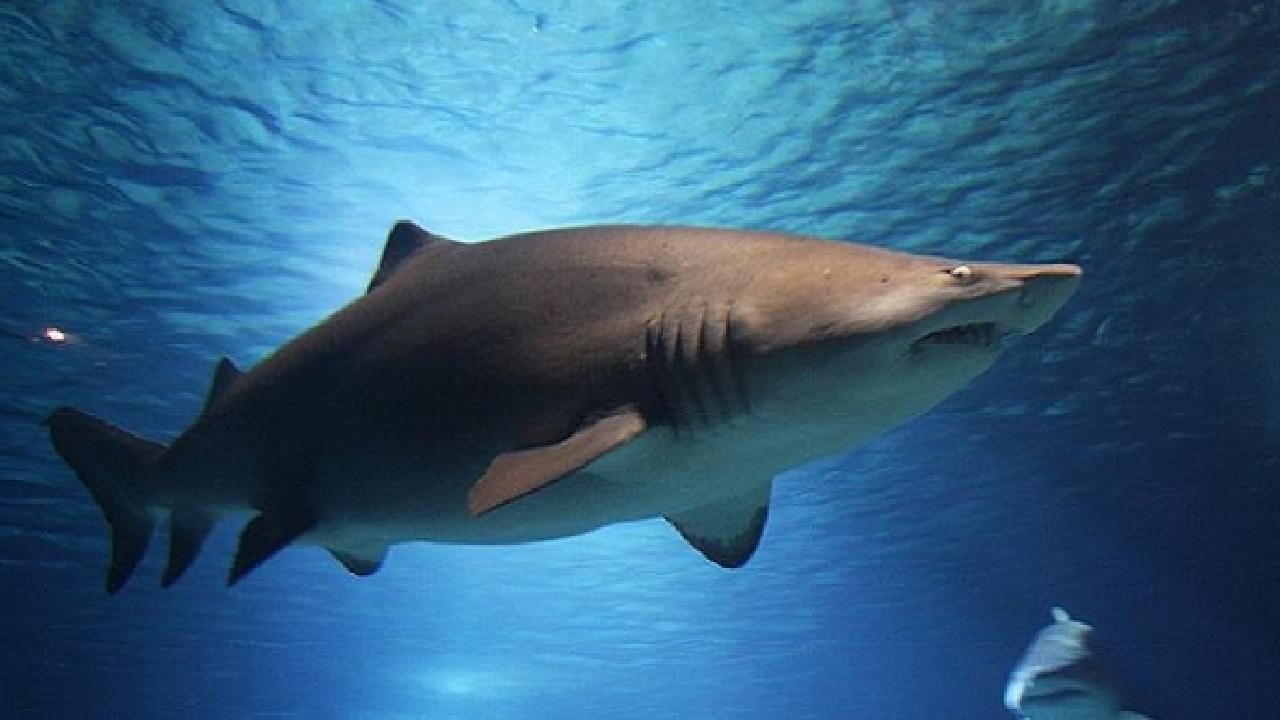 Avustralya'da bir genç, köpek balığı saldırısı sonucu öldü