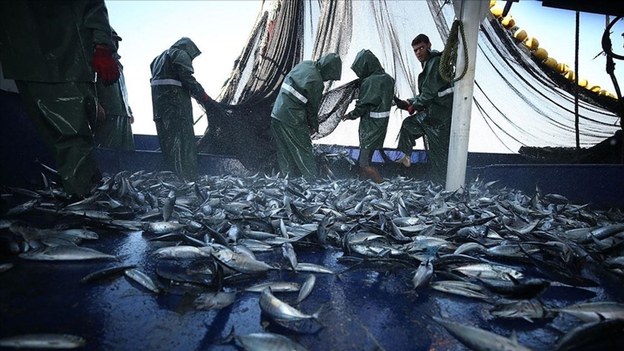BM: Akdeniz ve Karadeniz'de aşırı avlanma son 10 yılın en düşük seviyesine indi