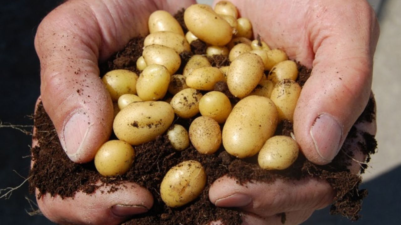 TÜK tohumluk patateslerin geldiğini açıkladı
