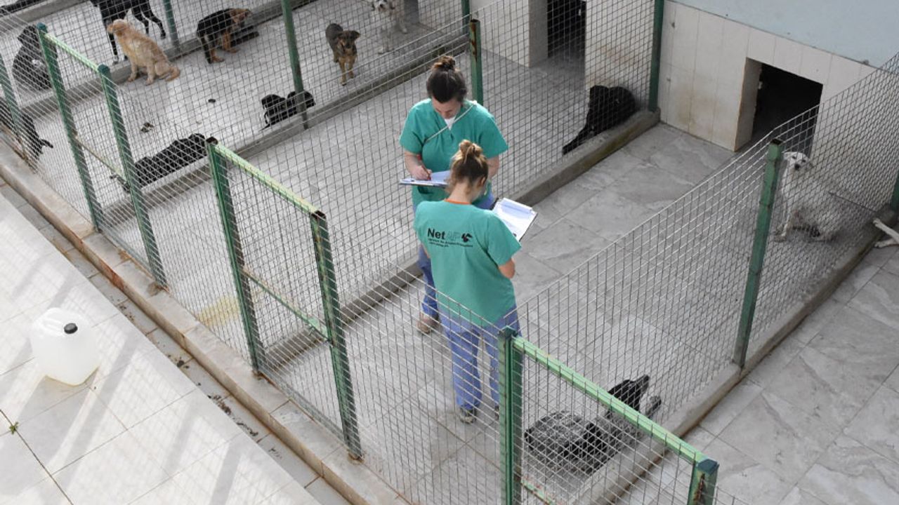 Girne’de 121 köpek kısırlaştırıldı