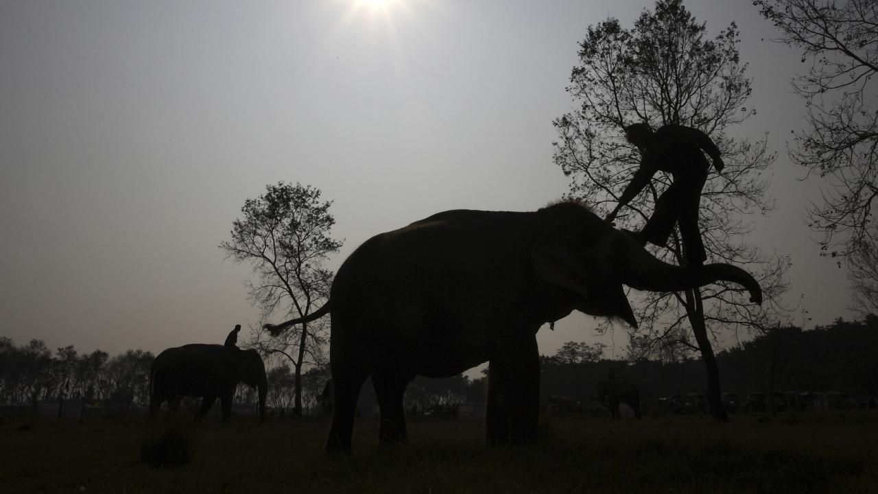 6 fil ulusal park yakınlarında ölü bulundu