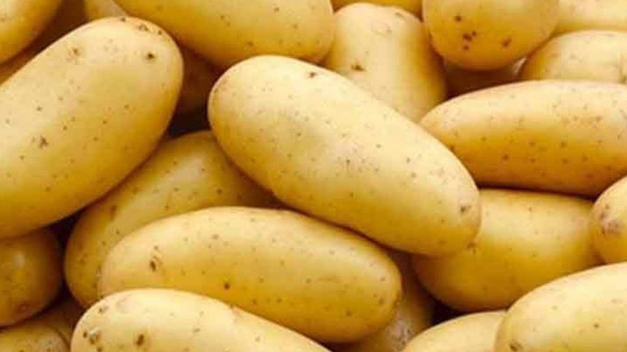 Tarım Bakanlığından patates üreticilerine ekimle ilgili tavsiyeler…