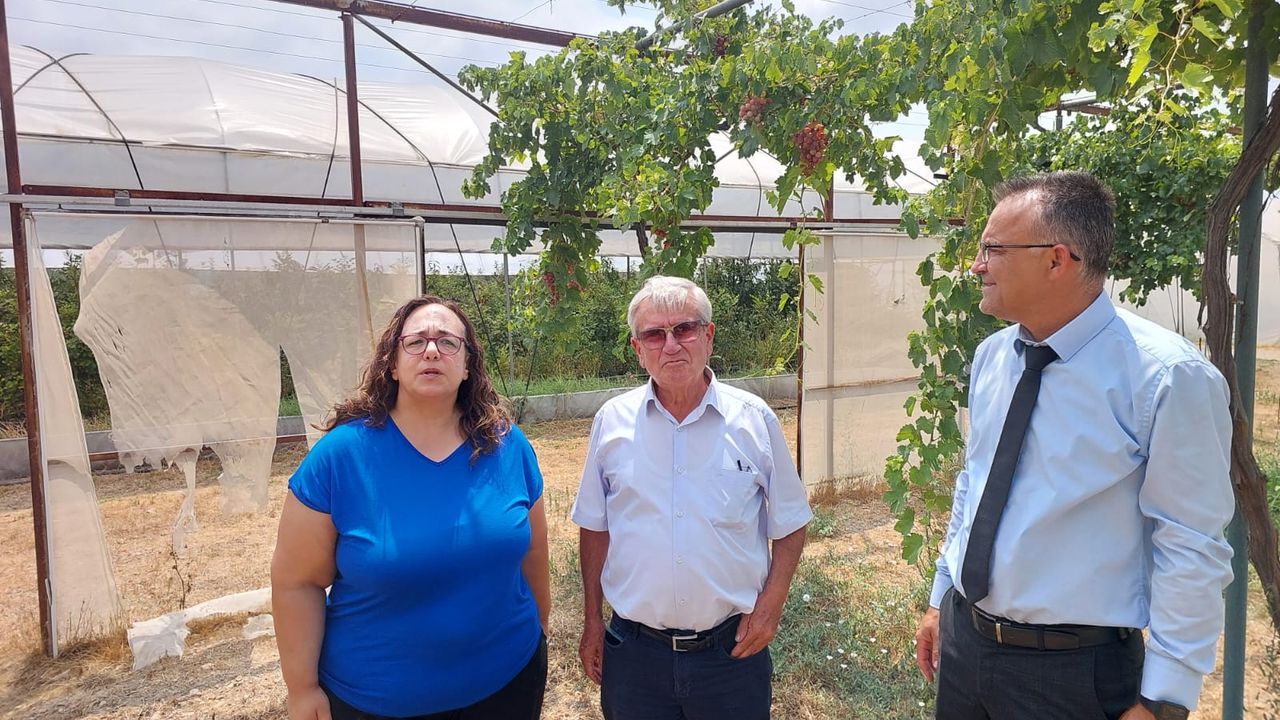 6’sı yeni 12 sofralık üzüm çeşidi denemeye alındı