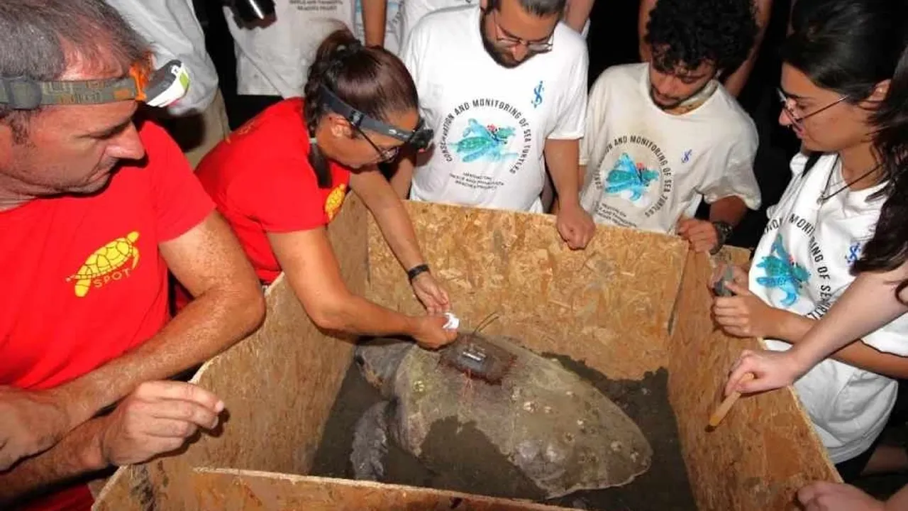 DAÜ-SAGEM ve Spot iş birliğiyle iki Caretta Caretta’ya uydu vericisi takıldı