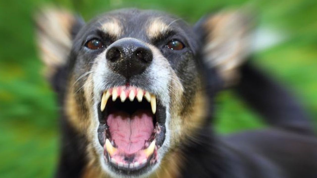 64 yaşındaki kadın köpeklerin saldırısına uğradı