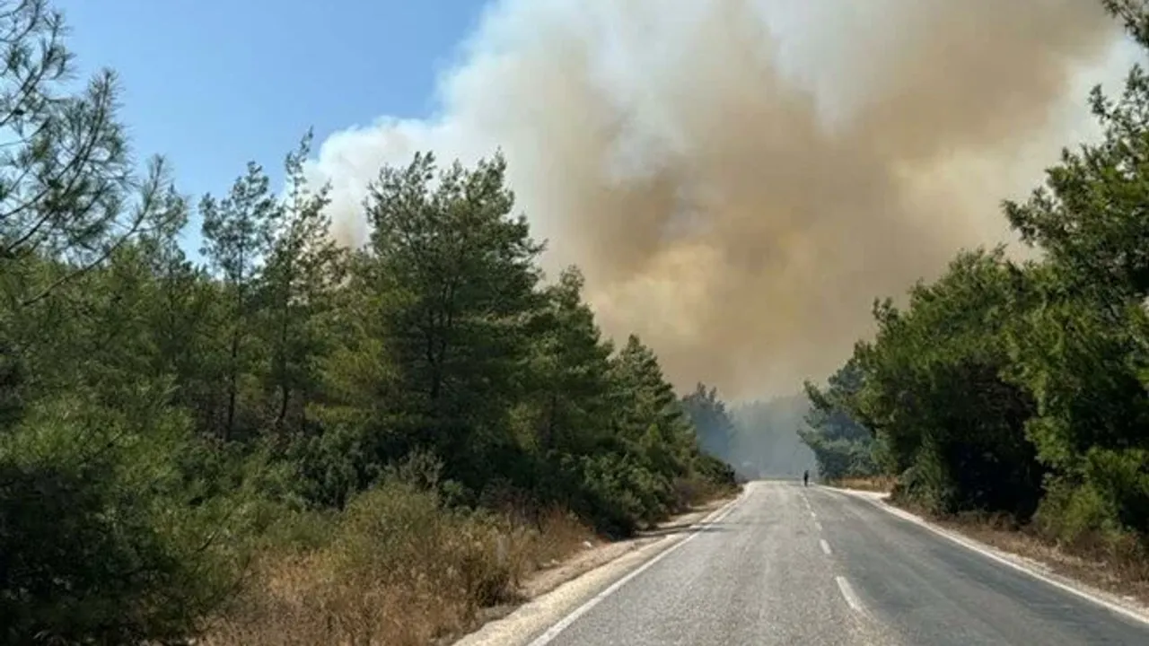 Muğla Bodrum'da orman yangını: Havadan ve karadan müdahale