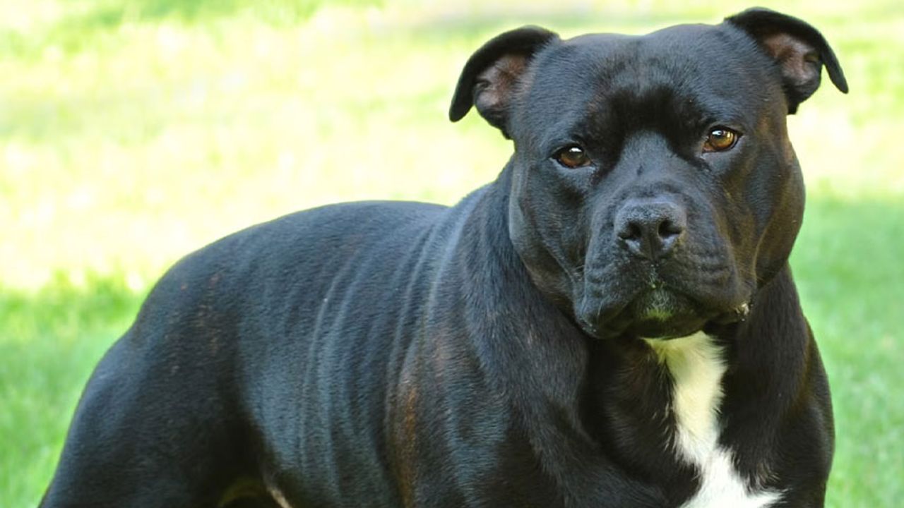 İki yaşındaki çocuğa köpek saldırdı