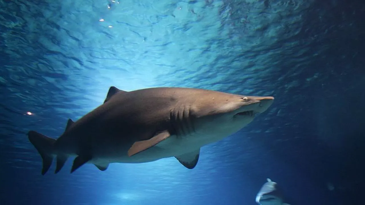 Sydney’de panik: 24 saat içinde üç köpekbalığı saldırısı